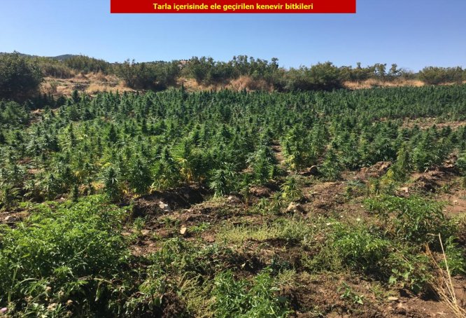 Diyarbakır'da 6 milyon 56 bin 586 kök Hint keneviri ele geçirildi