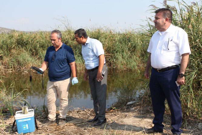 Selçuk'taki balık ölümlerinin nedeni araştırılacak
