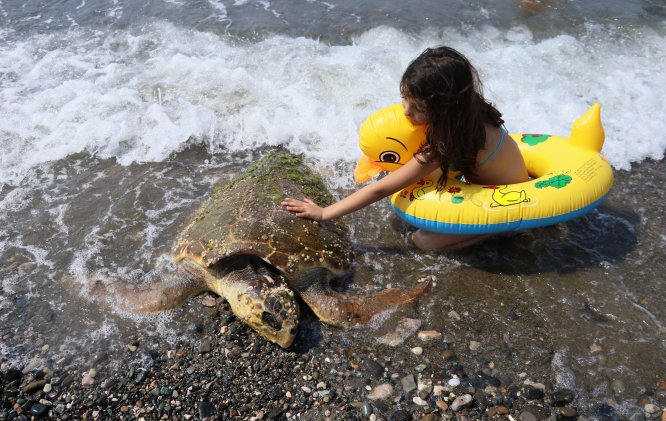 Caretta carettayı çekiçle yaralamışlar