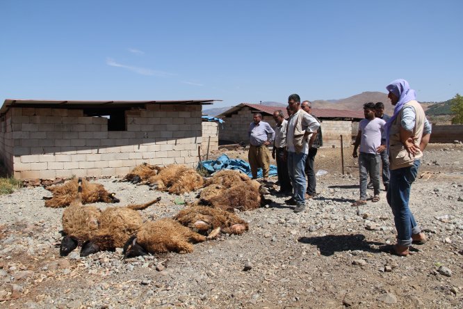 Kurtların saldırdığı 15 koyun telef oldu