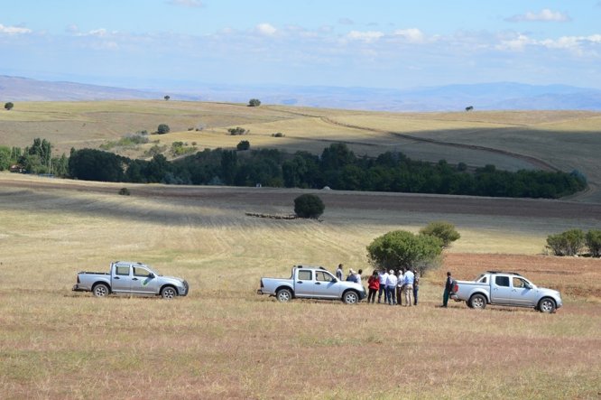 Kırıkkale'de kurtlar merada otlayan sürüye saldırdı