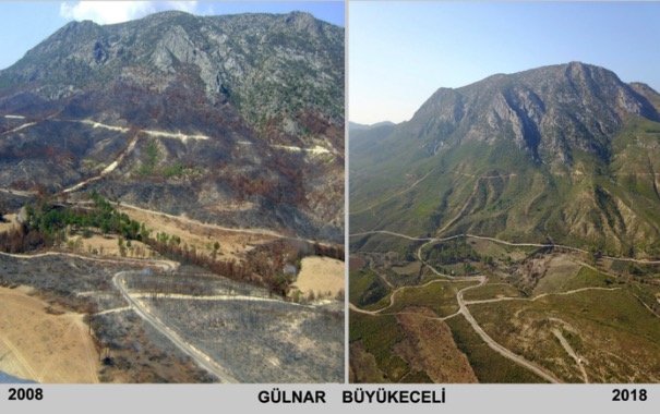 Yanan ormanlarda "külden yeşile" dönüşüm