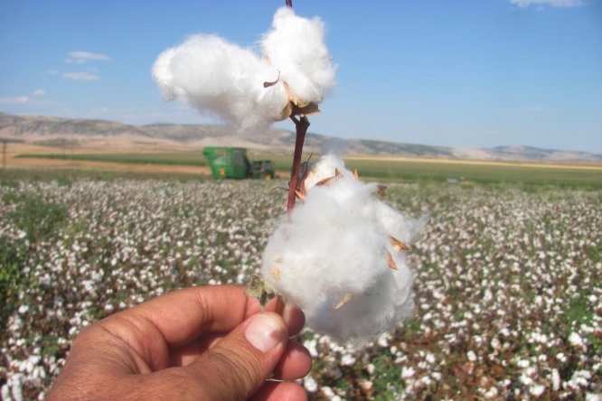 Araban Ovası'nda makineli pamuk hasadı başladı