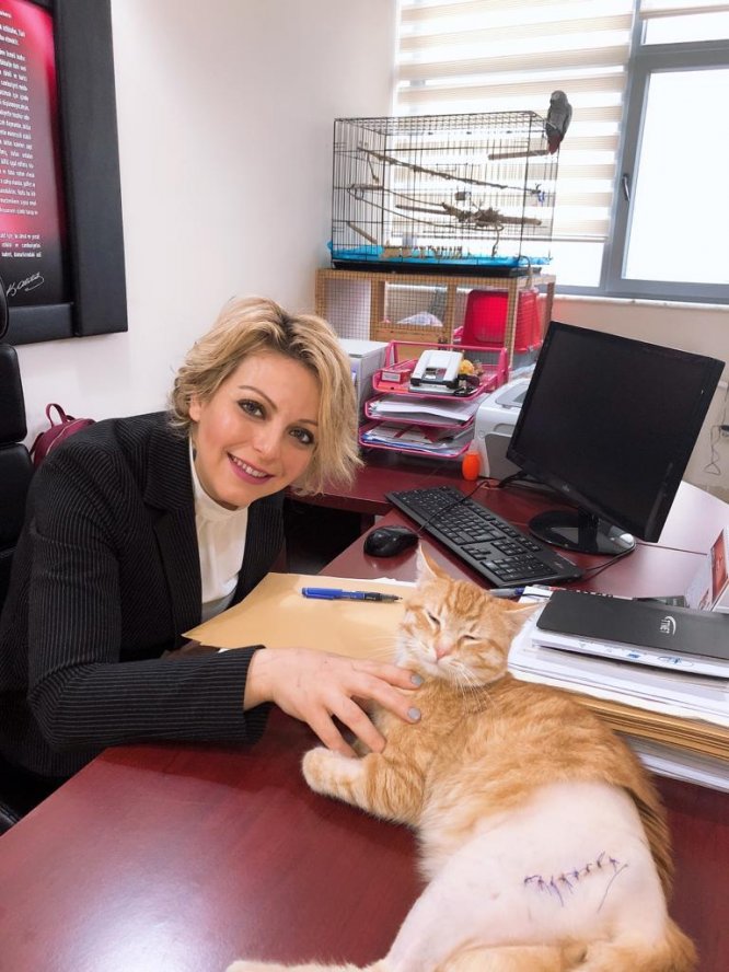 Makamında sokak hayvanı besleyen kişiye "aylıktan kesme" cezası verilmesi