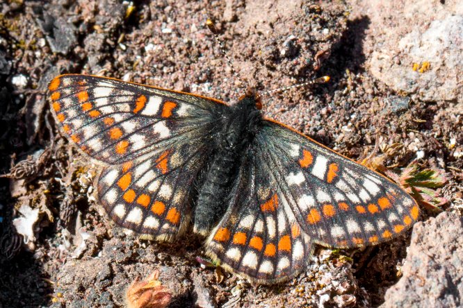 "12 bin yaşındaki" kelebek, Ağrı Dağı'nda yeniden görüntülendi