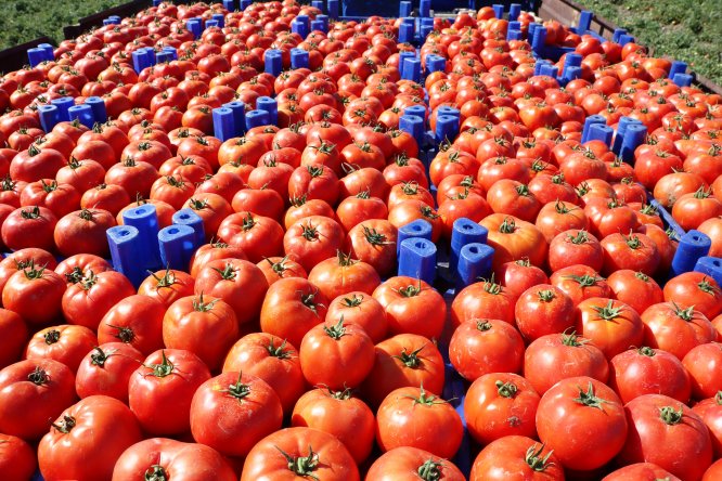Çanakkale domatesinde "son turfanda" umudu
