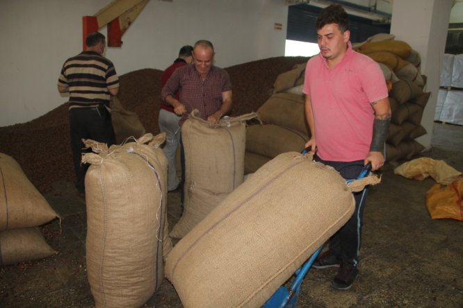 Türkiye en fazla fındığı Almanya'ya sattı