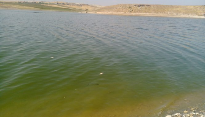Atatürk Barajı kıyısında toplu balık ölümleri