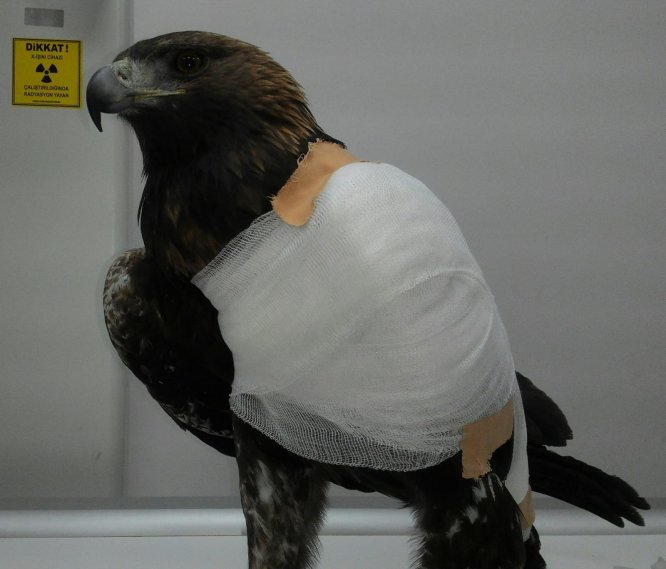 CÜ'de "Ücretsiz Muayene Günleri" etkinliği