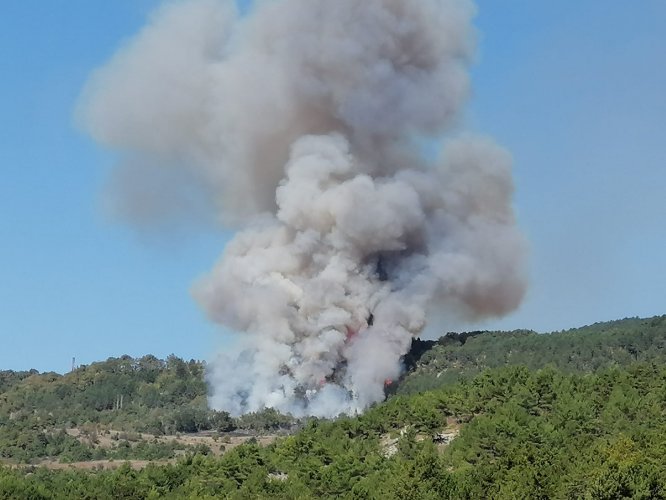 GÜNCELLEME - Bilecik'te makilik alanda yangın