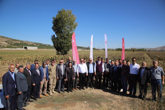 Sivas'ta ayçiçeği hasadı