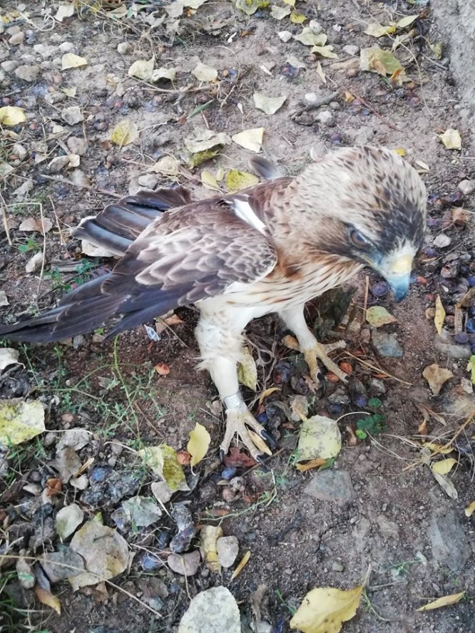 Yaralı yavru kartal tedavi altına alındı