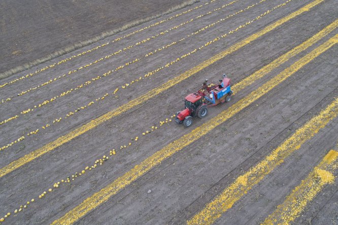 Kabak çekirdeği üreticisinin yüzünü güldürdü