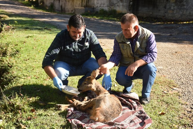 Köpeklerin saldırdığı karacayı köylü çift kurtardı