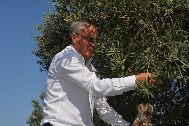 Manisa'da zeytin hasadına anıt ağaçtan başlandı
