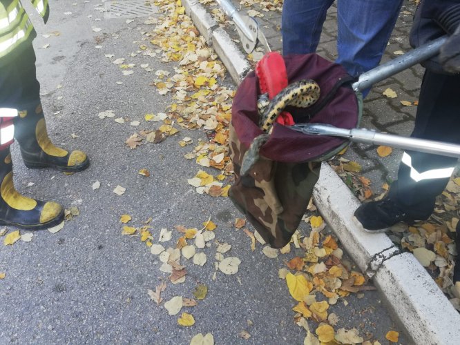 Otomobilin motoruna giren yılanı itfaiye çıkardı