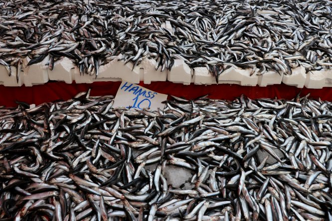 Sezon başına göre hamsinin fiyatı 3 kat ucuzladı