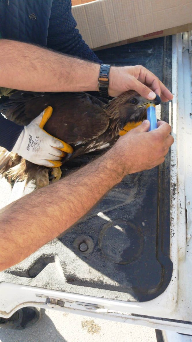 Yaralı kaya kartalı tedavi altına alındı