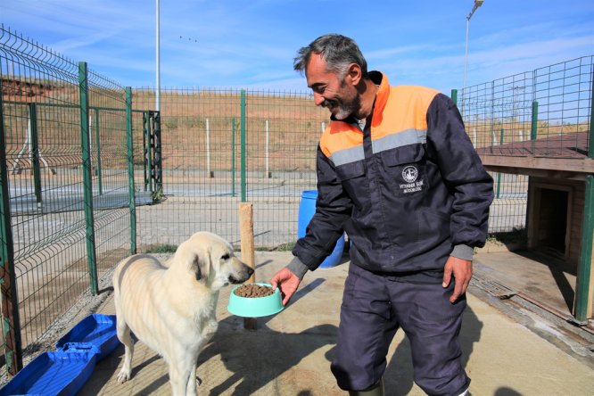 Sivas'ta sokak hayvanlarına özel bakım yapılıyor