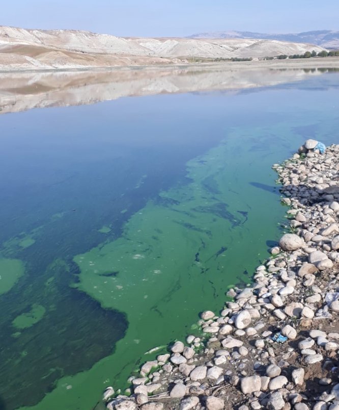 Atatürk Baraj Gölü'nün kıyısındaki renk değişimi sürüyor