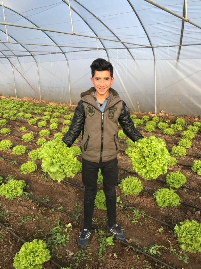 Suşehri'nde öğrencilerin yetiştirdiği marullar hasat edildi