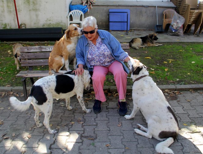 Sokak köpekleri "Filiz anne"nin yolunu gözlüyor