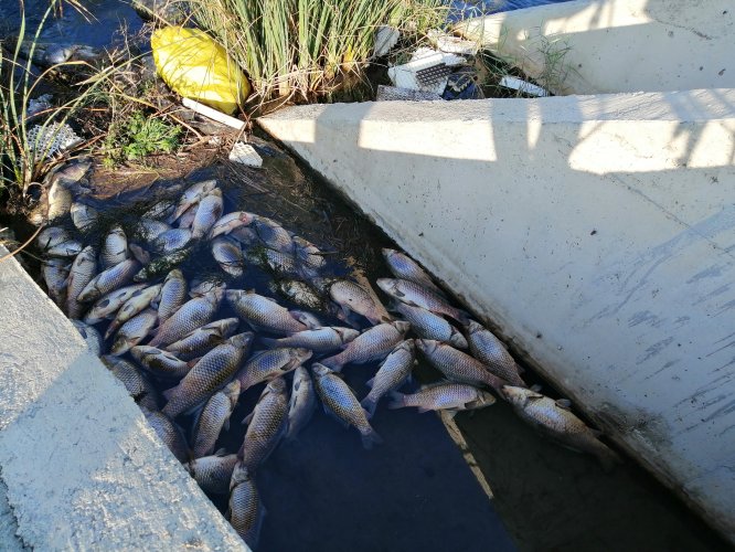 Çanakkale'de Tuzla Çayı'ndaki balık ölümlerine ilişkin inceleme başlatıldı