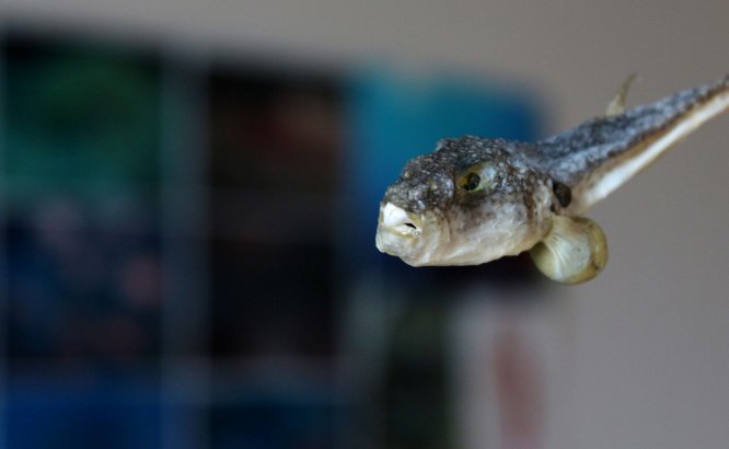 Balon balığının "ilaç için" ihraç edileceği haberi balıkçıları sevindirdi