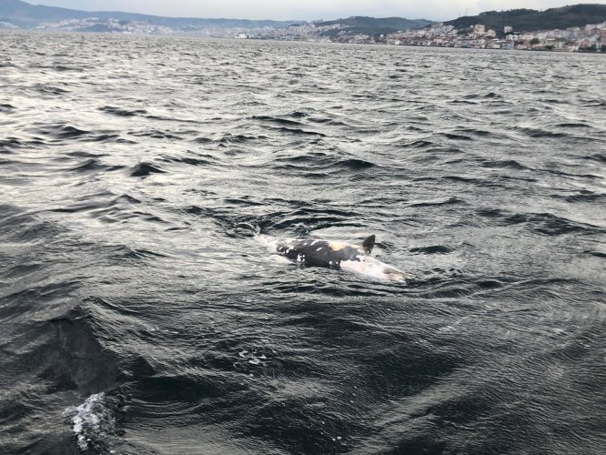 Bursa'da denizde ölü yunus bulundu