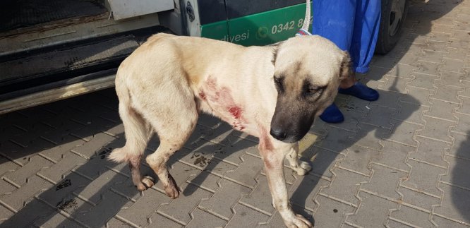 Gaziantep'te av tüfeğiyle vurulan köpek tedavi altına alındı