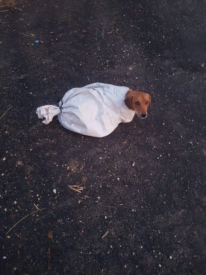 Gebe köpeği çuvalın içine koyup yol kenarına atmışlar