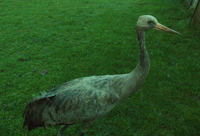 Göç yolunda bitkin düşen Anadolu dağ turnaları Ordu'da tedavi edildi