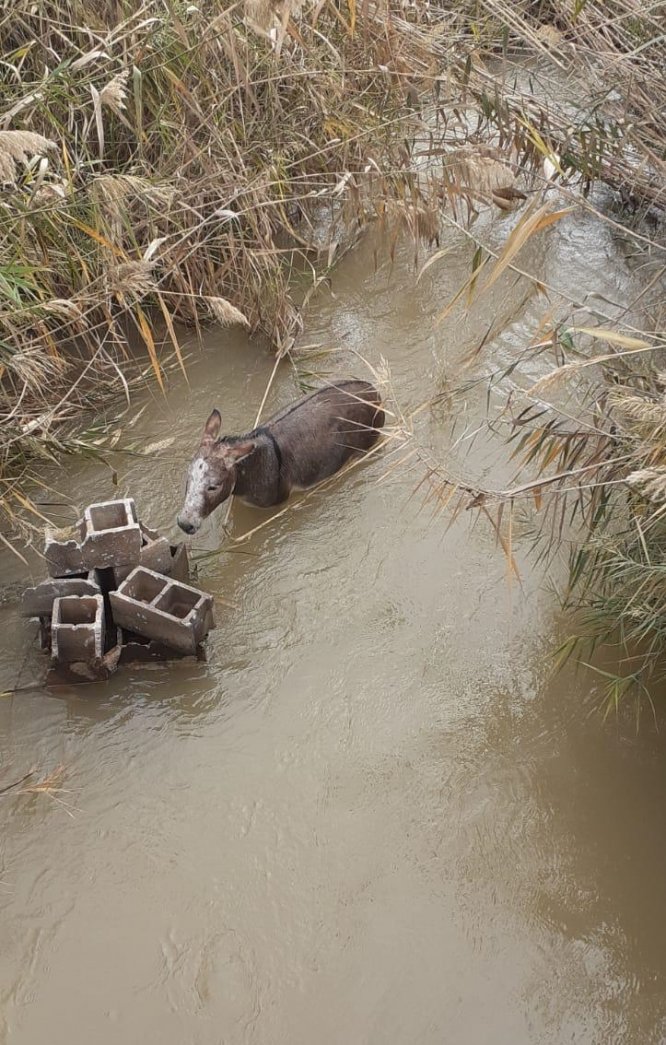 Şanlıurfa'da sulama kanalına düşen eşeği itfaiye kurtardı