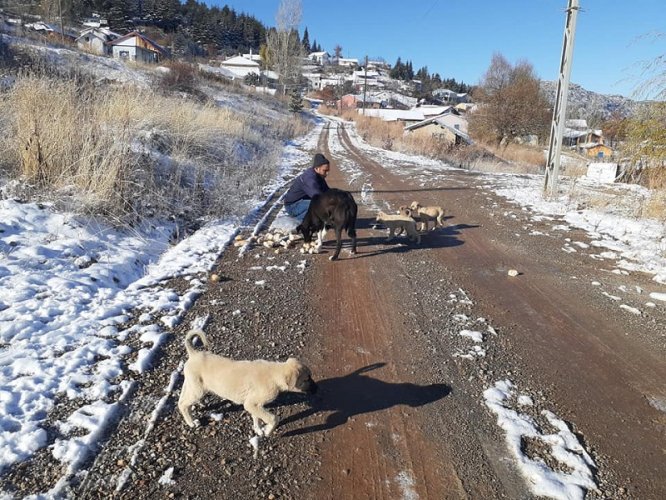 Yalıhüyük Belediyesinden köpeklere yiyecek yardımı