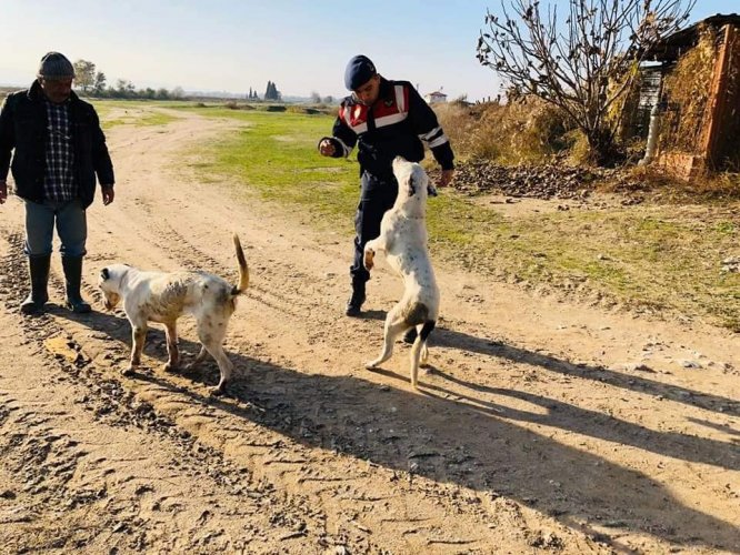 Manisa'da çuvallara konmuş halde bulunan köpekler tedavi altına alındı