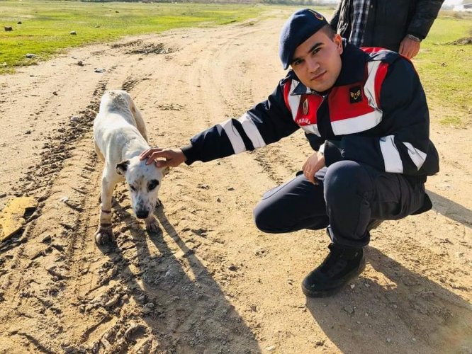Manisa'da çuvallara konmuş halde bulunan köpekler tedavi altına alındı