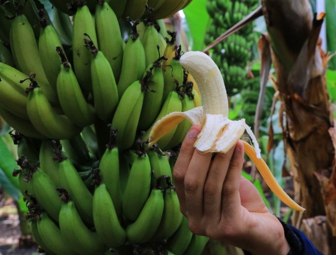 Yüreğir Ziraat Odası Başkanı Mehmet Akın Doğan: "Türkiye’nin 150 bin ton muz açığının önümüzdeki senelerde kapanacak"