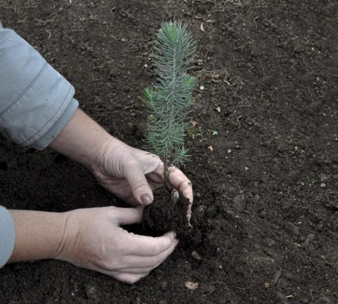 Ormanlar Büyüyor sosyal sorumluluk projesi ile 7 bin 300 çam fidanı dikildi