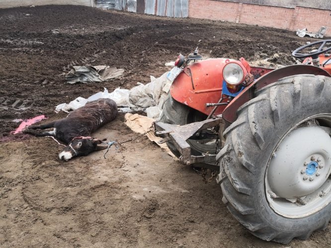 Mandıranın çatı ve duvarı çöktü: 6 hayvan telef oldu
