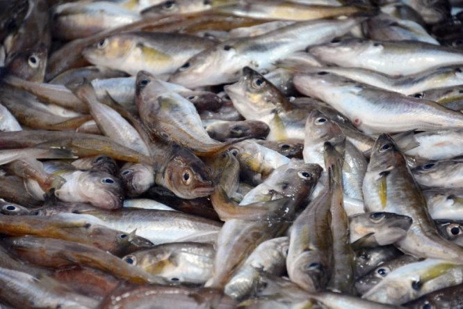 Hamsinin göç etmesiyle tezgahlar istavrit ve mezgite kaldı