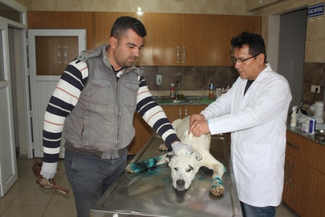 Ayakları bağlanıp ölüme terk edilen 3 köpeğe sahip çıkıldı