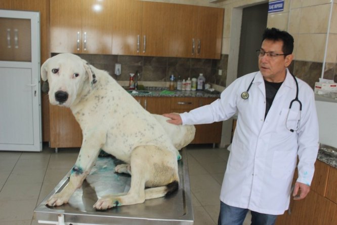 Ayakları bağlanıp ölüme terk edilen 3 köpeğe sahip çıkıldı