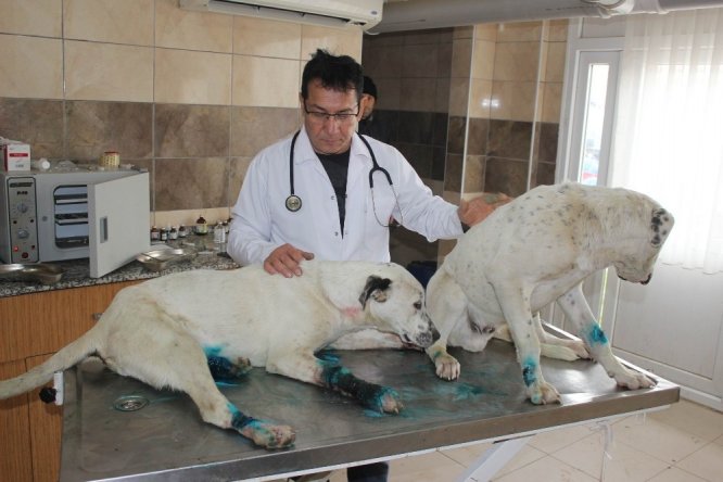 Ayakları bağlanıp ölüme terk edilen 3 köpeğe sahip çıkıldı