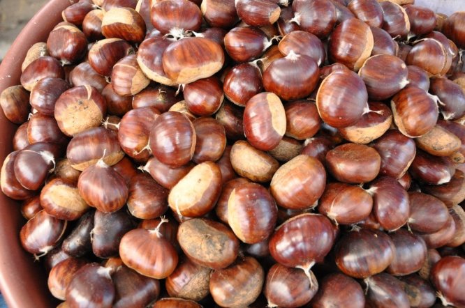 Simav kestanesine ilgi