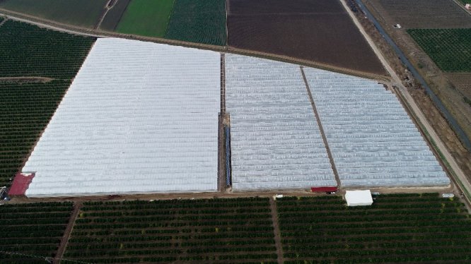 Yüreğir Ziraat Odası Başkanı Mehmet Akın Doğan: "Türkiye’nin 150 bin ton muz açığının önümüzdeki senelerde kapanacak"