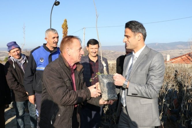 Demirci’de üreticilere ceviz desteği