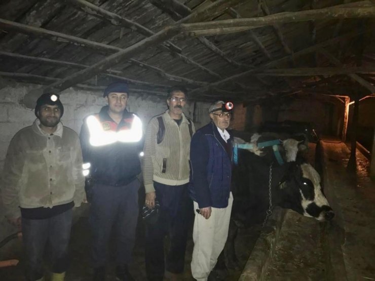 Kayıp inekler jandarma tarafından bulunup sahibine teslim edildi
