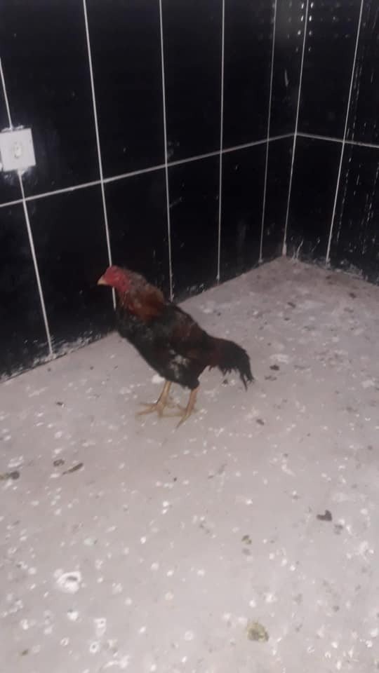 Horoz dövüştürenlere 31 bin lira para cezası