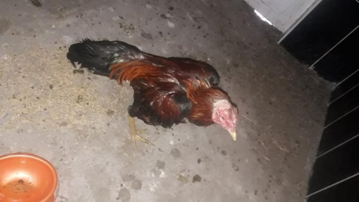 Horoz dövüştürenlere 31 bin lira para cezası