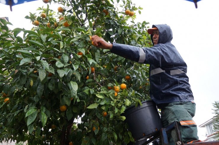 Marmaris Belediyesi’nden Turunç dağıtımı